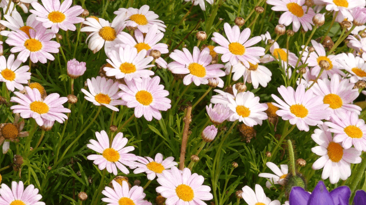 5120x1440p 329 daisies