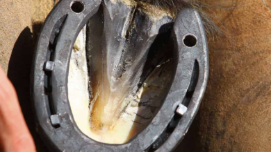 cleaning horse hooves
